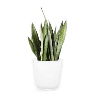 Grower's Choice Sansevieria Indoor Snake Plant in 10 in. White Décor Pot, Avg. Shipping Height 1-2 ft. Tall
