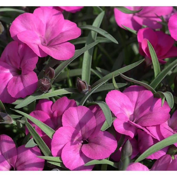 Unbranded. 2.5 QT Dianthus 'Everlast Neon Pink' Perennial Plant