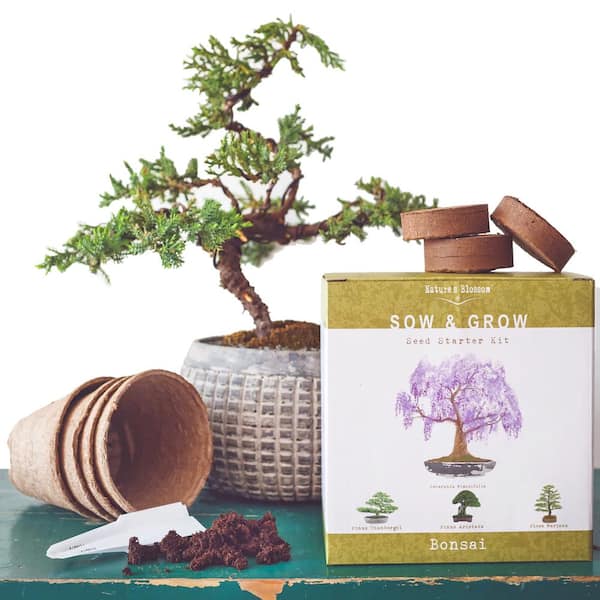 Novice Bonsai Tree Starter Kit Bundle – Perfect for Beginners & Gifts