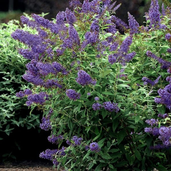 national PLANT NETWORK 2.5 qt. Buddleia Lochinch Flowering Shrub with Lavender-Blue Flowers