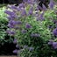 https://images.thdstatic.com/productImages/d8036e31-2f6b-45c3-b95d-54a880ffa69f/svn/national-plant-network-shrubs-hedges-hd1095-64_65.jpg