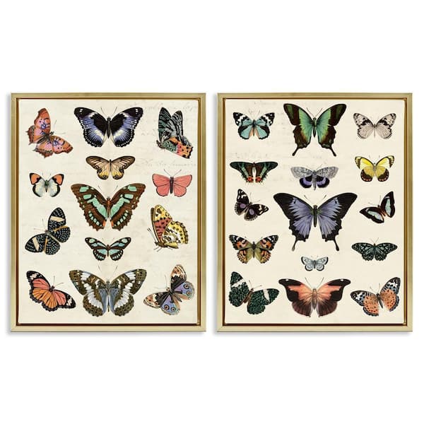 Antique Butterfly Collection by Susan Arnot 2-Pieces Gold Floater Frame Animal Graphic Art Print 31 in. x 25 in.