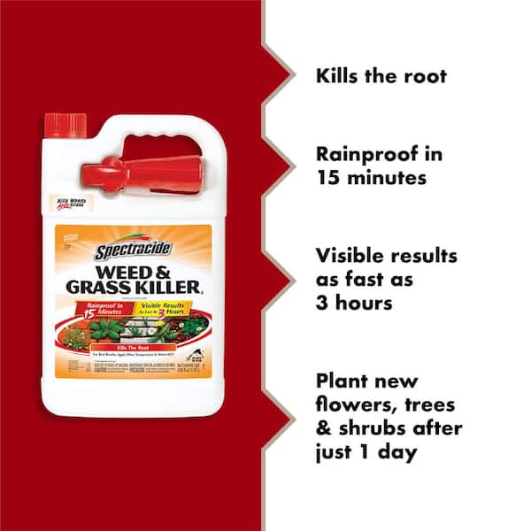 cost of aloe vera plant Aloe Vera - Medicinal Aloe Plant