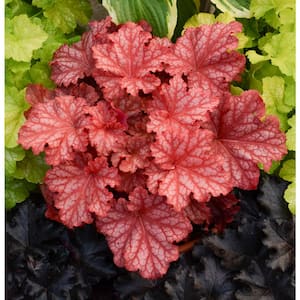 0.65 Gal. Primo Peachberry Ice Coral Bells Heuchera Live Plant, Cream Flowers and Apricot Orange Foliage