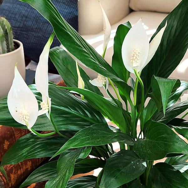 photos plant Golden Pothos Epipremnum aureum