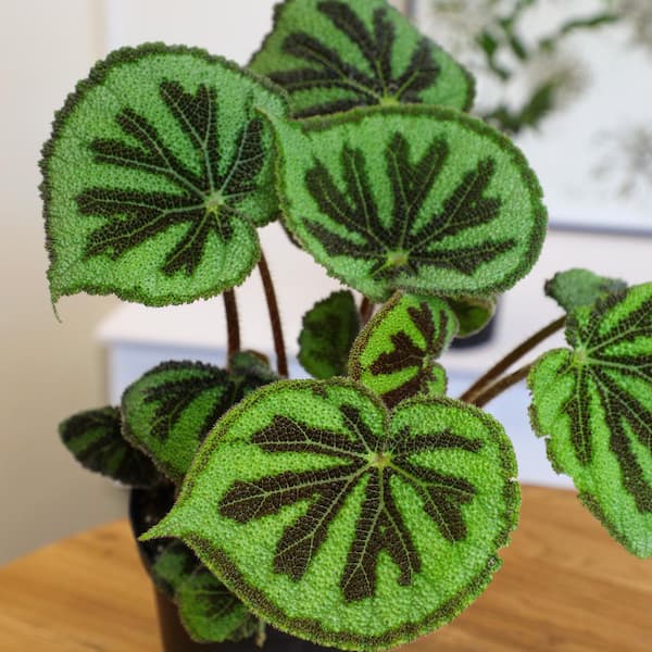 'rock' Begonia Iron Cross Houseplant | 6in. Pot; Filtered Sun | Element Exotics by Altman Plants
