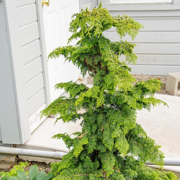 3 Gallon Pot Hinoki Gold Fernspray Cypress, Evergreen Shrub (1-Pack)