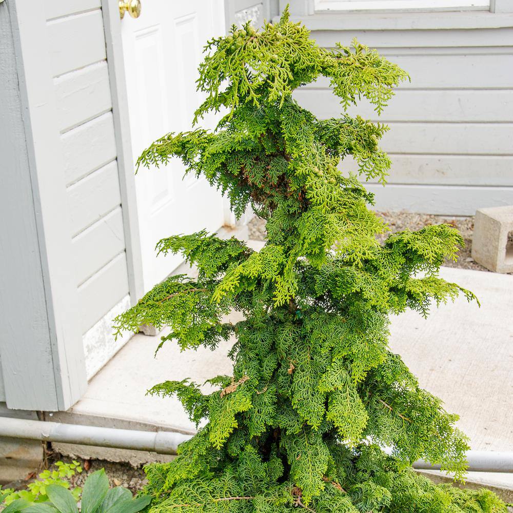 3 Gallon Pot Hinoki Gold Fernspray Cypress, Evergreen Shrub (1-Pack) price history on PriceWatchPro