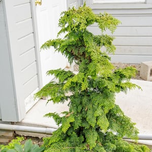 2.25 Gal. Pot Hinoki Gold Fernspray Cypress, Live Potted Evergreen Shrub (1-Pack)