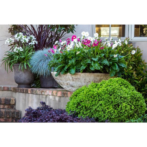 SOUTHERN LIVING 2 Gal. Dragon Prince Cryptomeria (Dwarf Japanese