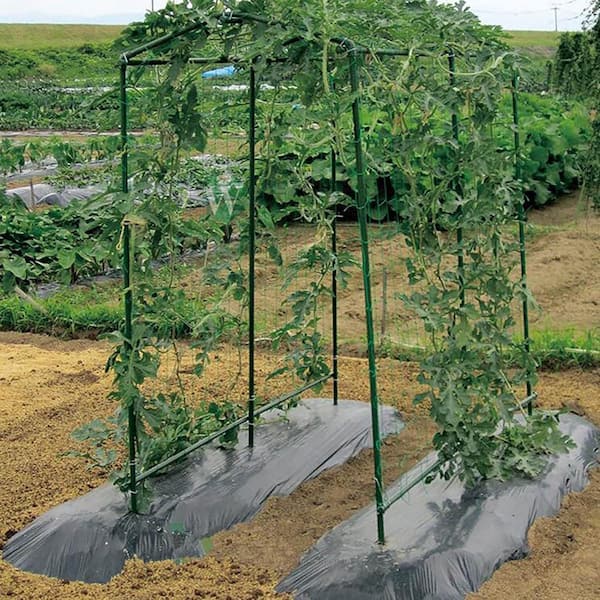 SenQWFa 58 in. Green Steel Plant Garden Tomato Stakes with Plastic