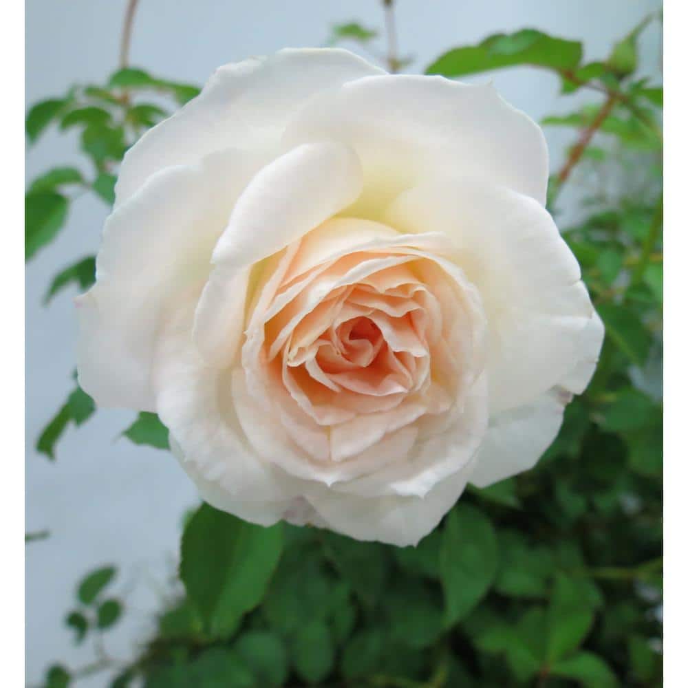 1 Gal. Touch of Pink Brindabella Live Rose with White and Pink Flowers (1-P