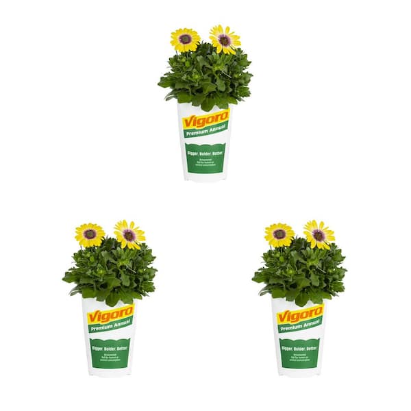 Vigoro 2 qt. Vigoro Osteospermum African Daisy Yellow and Purple Bicolor  Annual Plant (3-Pack) 79056 - The Home Depot