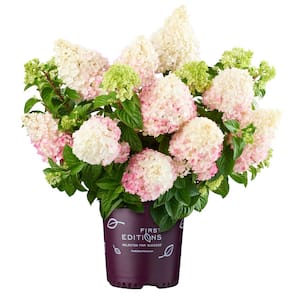 3 Gal. Vanilla Strawberry Hydrangea Plant with Creamy White to Pink Blooms