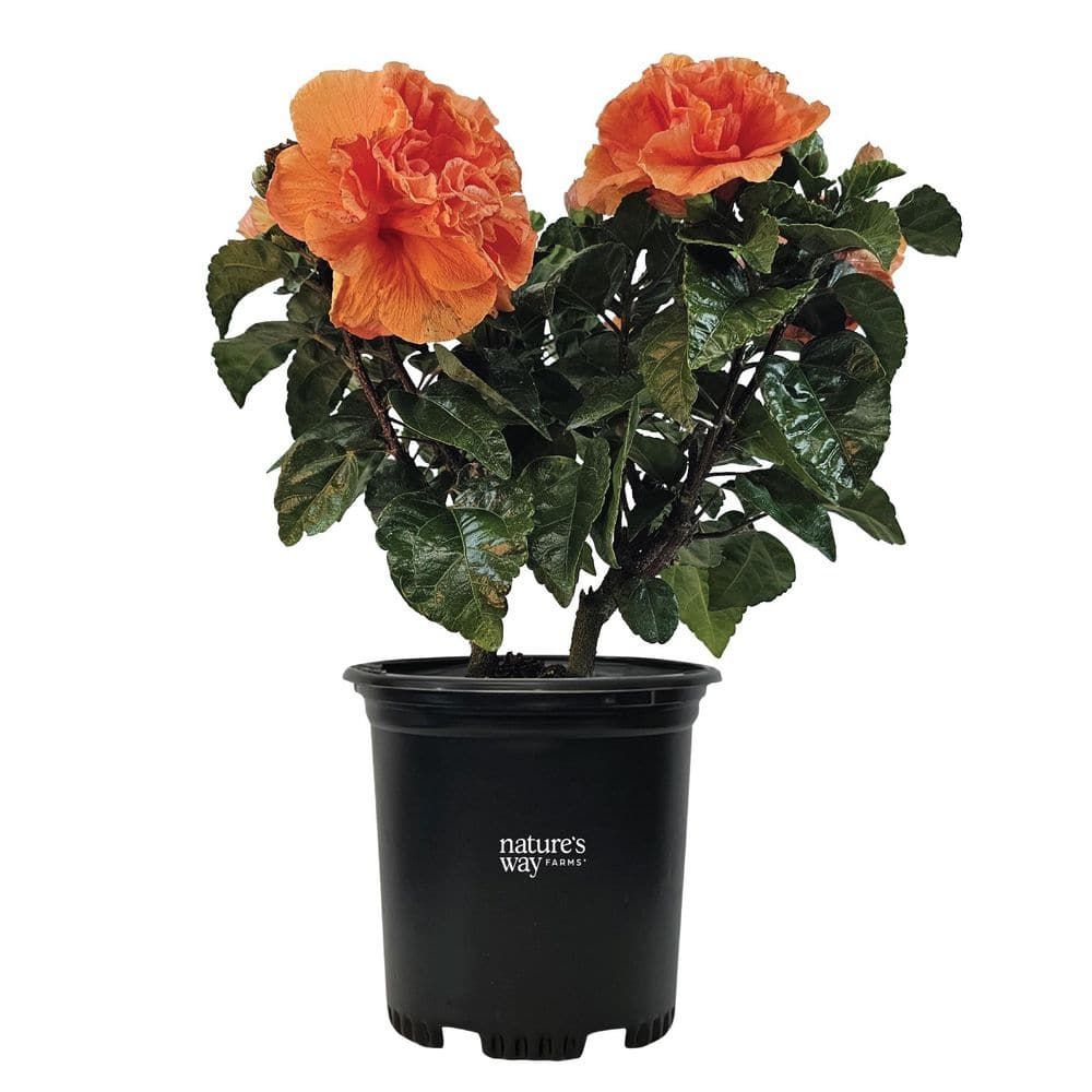 NATURE'S WAY FARMS 2.5 qt. Double Hibiscus Tropical Flowering