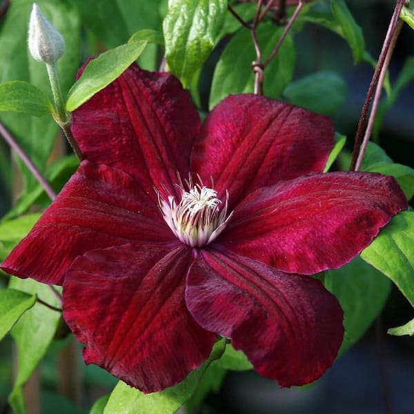 Clematis Rouge Cardinal-Live Plant in a 3.5 in. Growers Pot-Beautiful Starter Flowering Vine Ready for The Garden