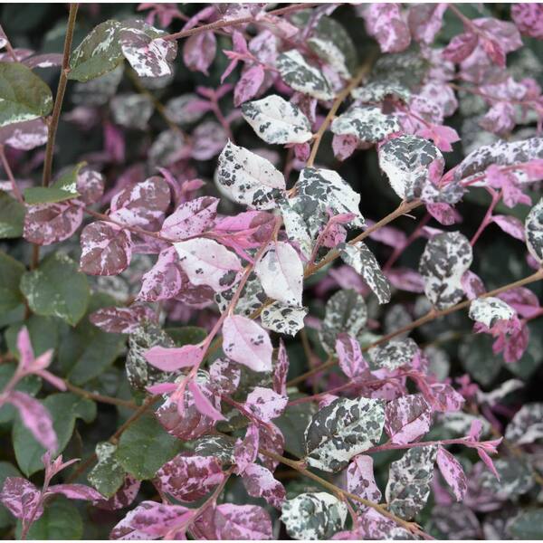 PROVEN WINNERS 2 Gal. Jazz Hands Variegated Evergreen Loropetalum