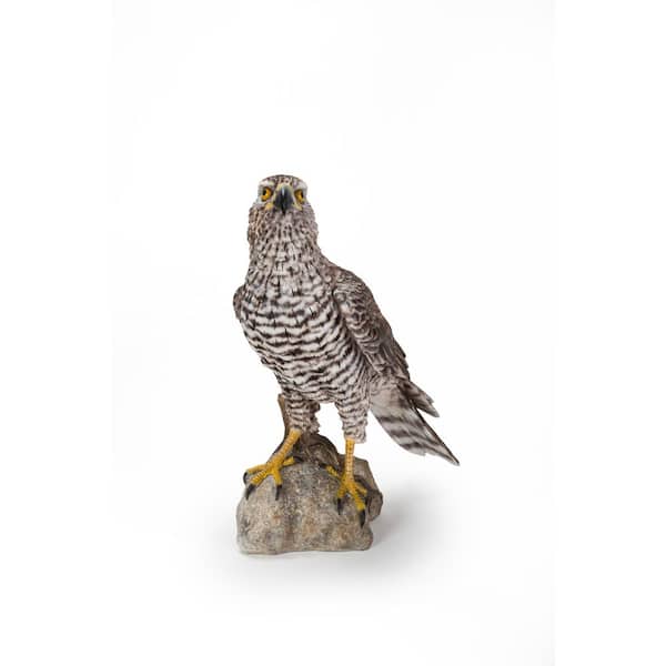Northern Goshawk Standing on Rock Garden Statue