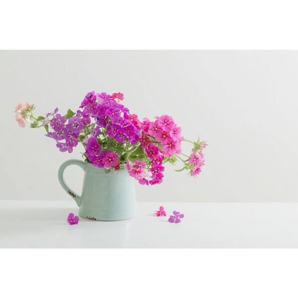 Unbranded - 1.0 Qt. Perennial Phlox Subulata McDaniels Cushion (4-Pack)