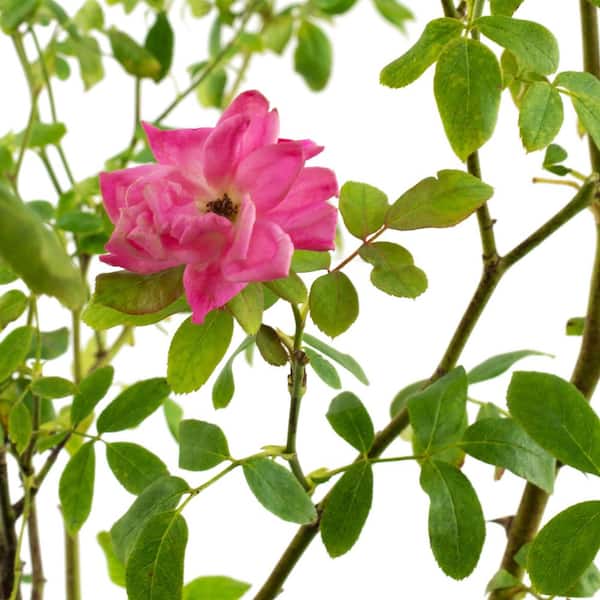 1 Gal. Pink Double Knock Out Rose Bush with Pink Flowers in Grower Container