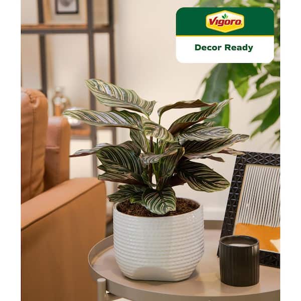 Grower's Choice Calathea Indoor Plant in 6 in. White Decor Planter, Avg. Shipping Height 10 in. Tall