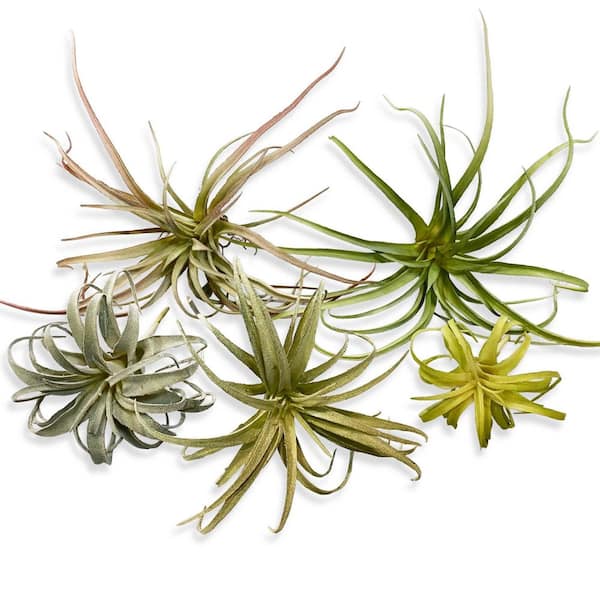 verigated house plants Easy to Grow Bulbs Spider Plant Variegated Houseplant