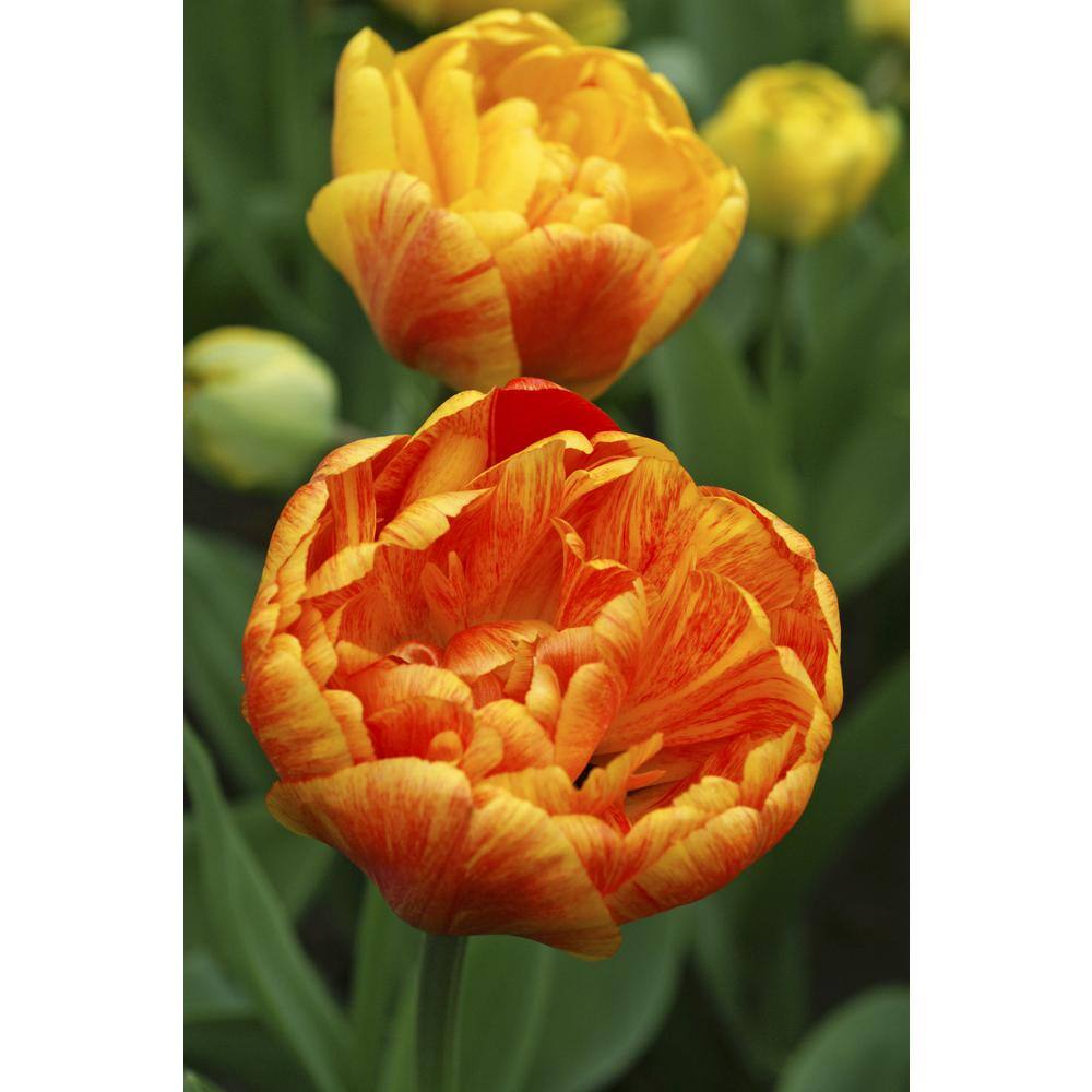 Bloomsz Tulipa Sunlover (10-Pack) 11593 - The Home Depot