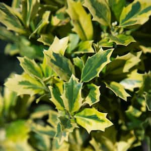 3 Gal. Golden Oakland Holly Tree with Pyramidal Yellow and Green Variegated Foliage