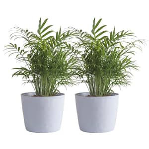 Neanthebella Indoor Palm in 6 in. White Ribbed Plastic Decor Planter, Avg. Shipping Height 1-2 ft. Tall (2-Pack)