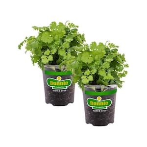 19 oz. Cilantro Herb Plant (2-Pack)