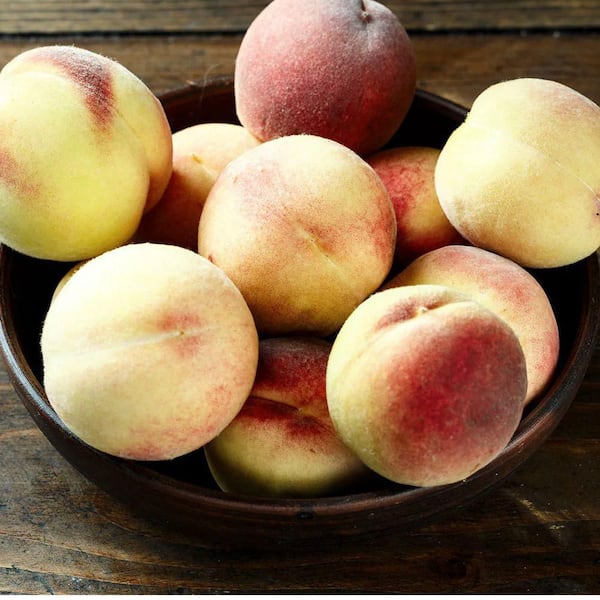 7 gal. Tropic Snow Peach   Fruit Tree