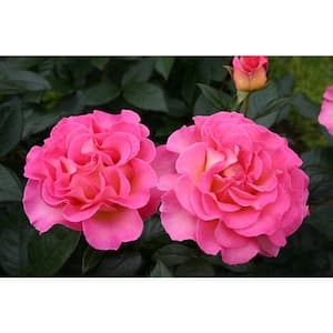 2 Gal. Julie Andrews Hybrid Tea Rose with Deep Pink and Yellow Flowers
