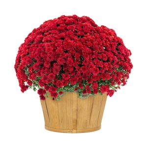 1.5 Gal. Red Bushel Basket Mum Chrysanthemum Perennial Plant (1-Pack)