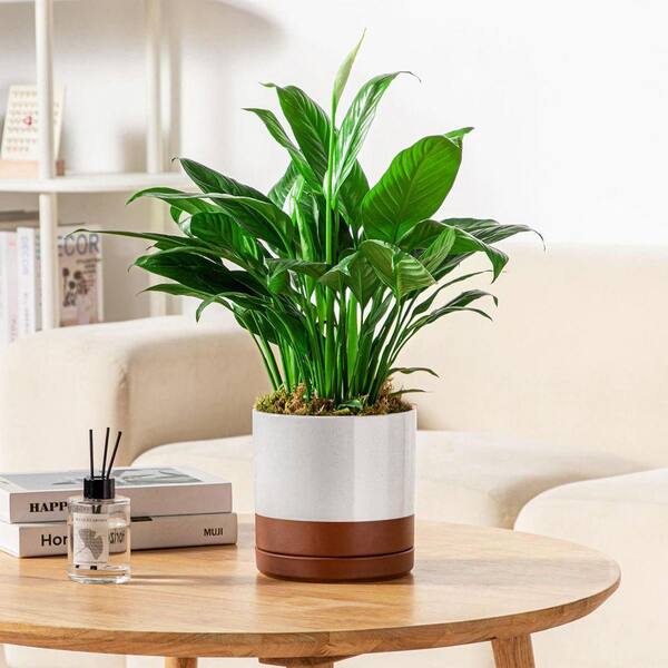 anthurium artificial flowers Faux Silk Burgundy Red Anthurium Tropical Flower