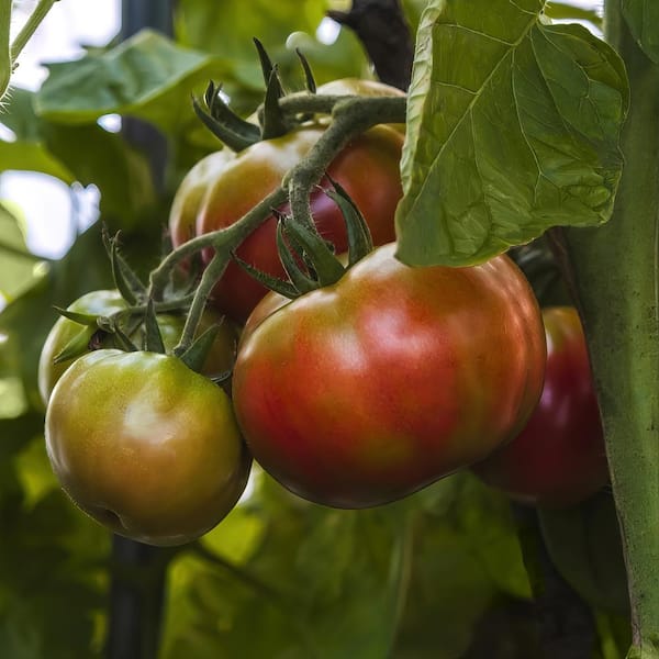 national PLANT NETWORK 2.5 in. Chef's Choice Purple Tomato Plant (3-Pack)