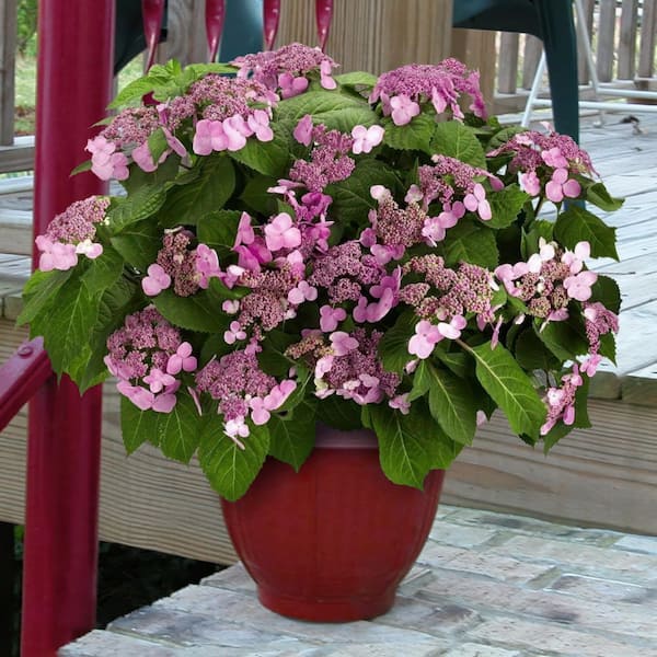 national PLANT NETWORK 4 in. Hydrangea Preziosa (3-Pack) HD3195