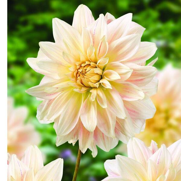 Unbranded Dahlia Creme Dormant Tubers (4-Pack)