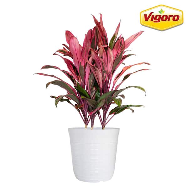 12 in. Vigoro Cordyline Maria Plant in White Decor Pot