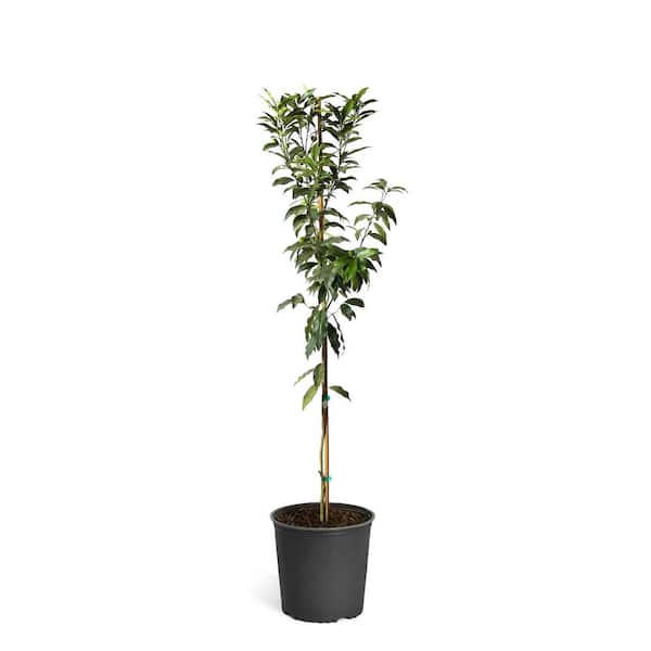 Brighter Blooms 2 Gal. Nagami Kumquat Tree