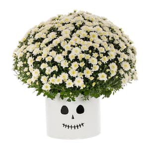 3 Qt. Live White Chrysanthemum (Mum) Plant for Fall Porch or Patio in Decorative Ghost Tin (1-Pack)