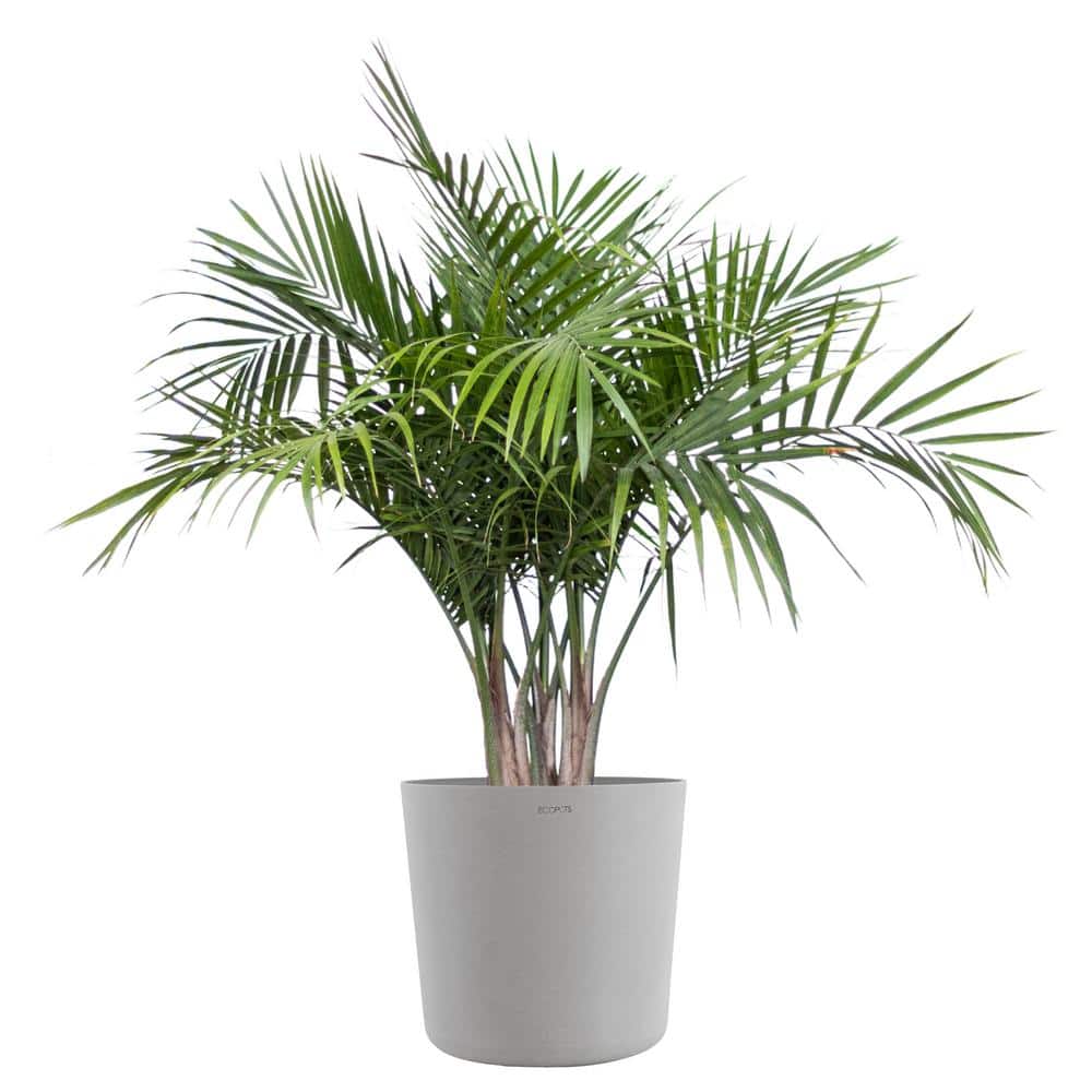 Majesty Palm Live Indoor Outdoor Plant in 10 inch Premium Sustainable Ecopo