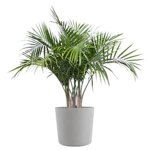 Majesty Palm Live Indoor Outdoor Plant in 10 inch Premium Sustainable Ecopots White Grey Pot