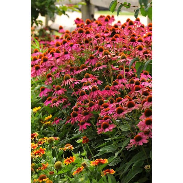 Unbranded - Perennial Echinacea Pow Wow Wildberry 2.5 qt. (4-Pack)