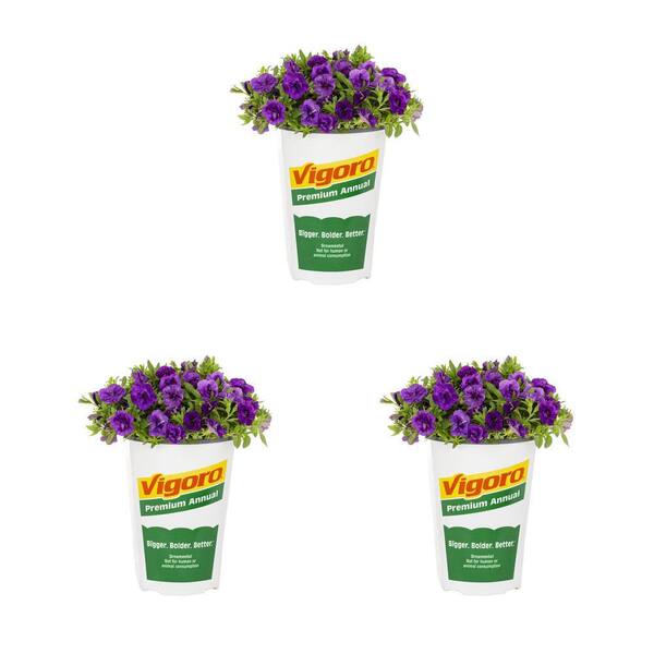 Vigoro 2 qt. Calibrachoa Million Bells MiniFamous Uno Violet Star Purple Annual Plant (3-Pack)