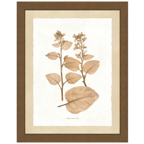 Vintage Print Gallery "Delicate Botany Herbarium II" Framed Archival Paper Wall Art (20 in. x 24 in. in full size)