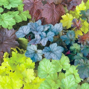 Mixed Colored Coral Bells (Heuchera) Live Bareroot Perennial Plants (3-Pack)