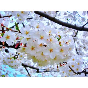 3 ft. Yoshino Cherry Blossom Tree with Fragrant White Almond Scented Flowers