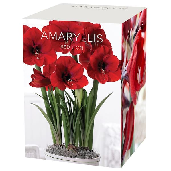 Van Zyverden Boxed Gift Kit Amaryllis Red Lion Bulbs 87303 The Home Depot Van Zyverden Boxed Gift Kit Amaryllis Red Lion Bulbs 87303 The Home Depot