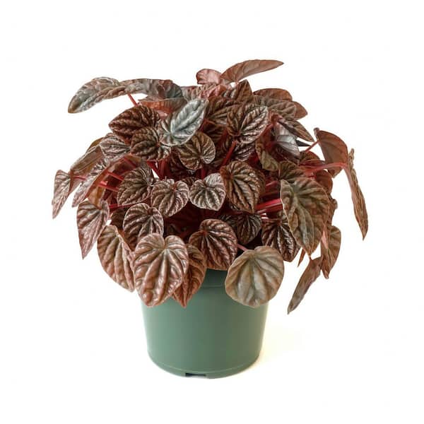 national PLANT NETWORK 4 in. Peperomia Red Luna Plant in Grower Containers (3-Pack)