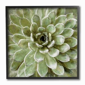 12 in. x 12 in. "Green Painted Botanical Succulent Bloom" by Artist Daphne Polselli Framed Wall Art
